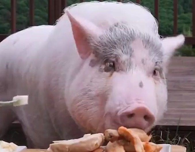 养殖场常用药，一定要收藏好