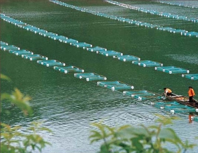 鱼类小瓜虫生活史和流行规律以及施药杀灭时期的掌握