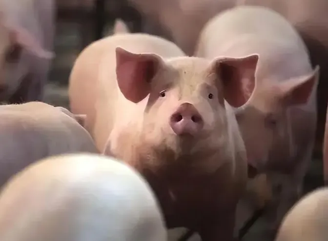 二育托底 猪价击鼓传花