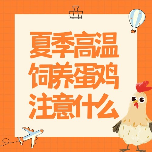 夏季高温饲养蛋鸡注意什么