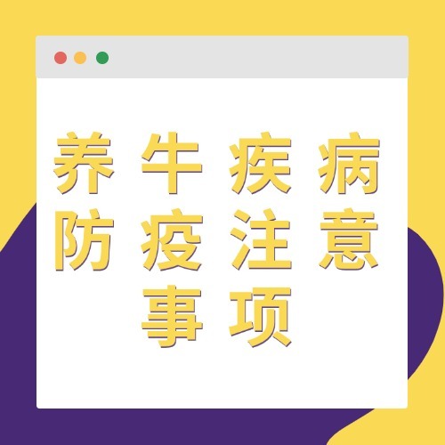 养牛疾病防疫注意事项