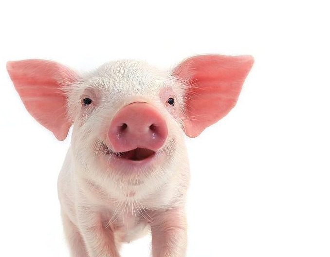 危险！一夜猛跌，南北猪价惨绿！仔猪价格“大跳水”，后续猪价又该怎么走？