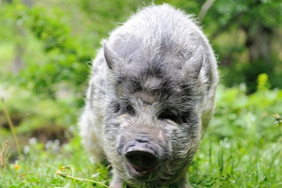 全年消费旺季到来，猪价会有重大利好吗？