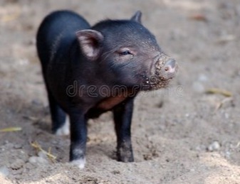 生猪：猪价四季度或将延续跌势