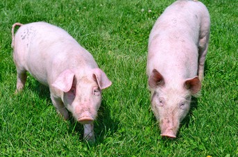 2连降，猪价“越跌越猛”！附：10月16日猪价