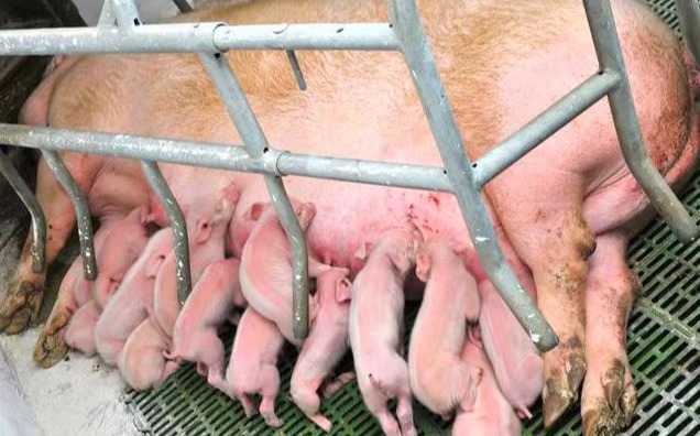 仔猪八字腿的病因、临床症状及控制策略的最新信息。 养殖畜牧平台 2024年10月16日 14:17