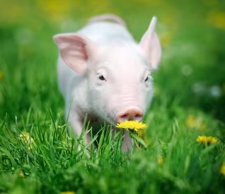 猪舍温湿度对猪群的影响