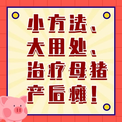 小方法、大用处、治疗母猪产后瘫！