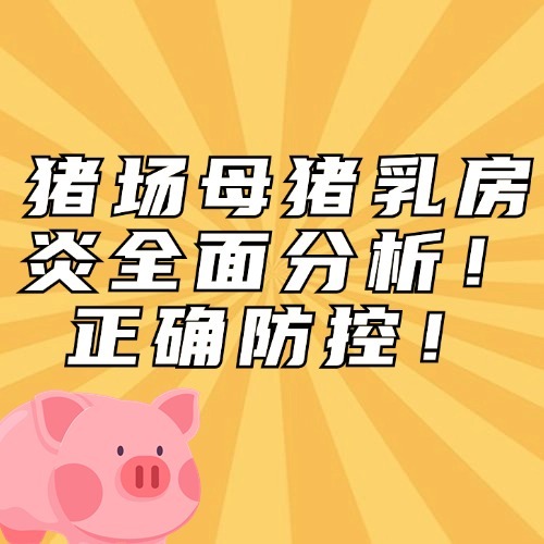 猪场母猪乳房炎全面分析！正确防控！
