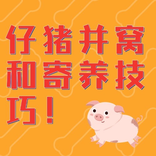 仔猪并窝和寄养技巧！