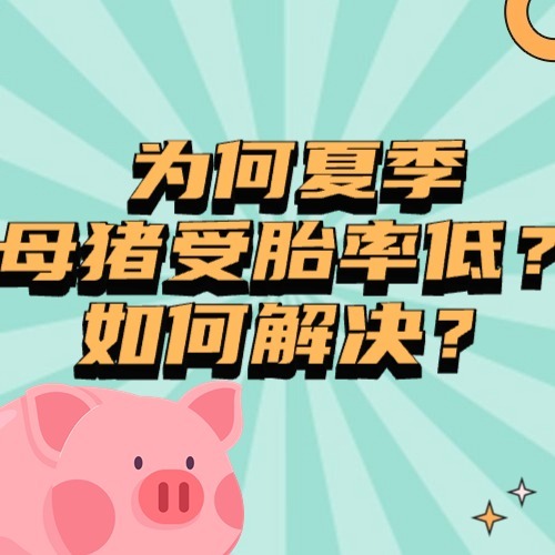 为何夏季母猪受胎率低？如何解决？