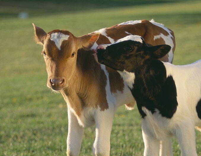 母牛孕前的选育选配