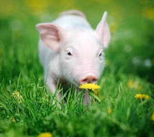 冬季怎么才能治好育肥猪的咳嗽喘气？