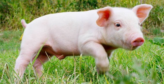 母猪乳腺阶段性发育的特点