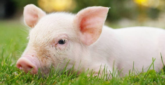 母猪饲养最容易忽略的几个问题？