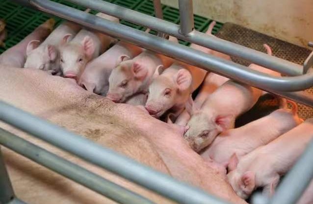 脐带血到底怎样用？