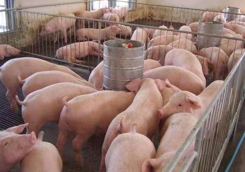 【养户必看】各类猪群的饮水及设施