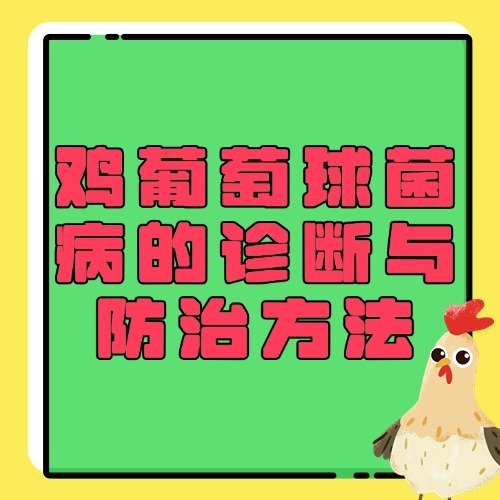 鸡葡萄球菌病的诊断与防治方法