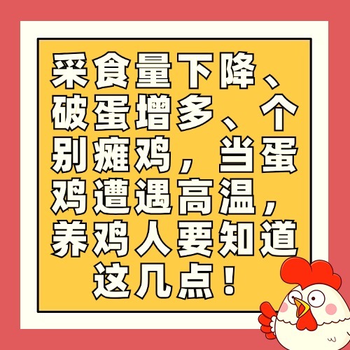 采食量下降、破蛋增多、个别瘫鸡，当蛋鸡遭遇高温，养鸡人要知道这几点！