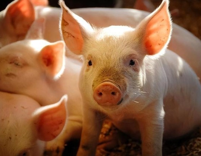 四季度猪价上演多空“终极对决” 决定养猪业明年“是肥是瘦”