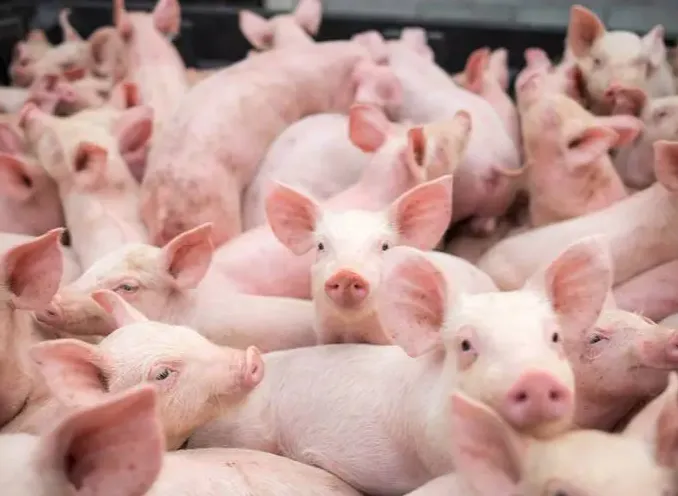 今日猪价整体上涨；二育对猪价提振作用有限；屠宰环节和消费市场抑制猪价上升