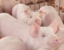 近期现货端悲观情绪比较明显 但预计猪价进一步下跌难度也相对较大