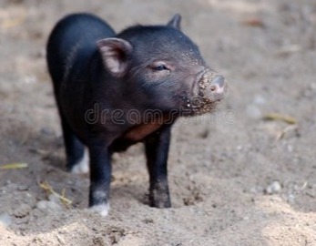 暴涨，猛烈上涨，25地猪价飘红，猪价南北“一片红”！