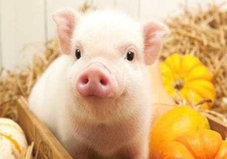 立华股份凭借黄羽鸡和生猪业务实现扭亏
