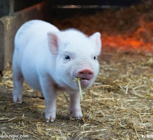 近期现货端悲观情绪比较明显 但预计猪价进一步下跌难度也相对较大