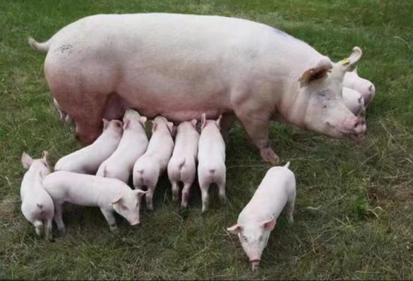 如何解决母猪热应激