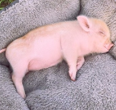 猪价猛涨！猪价又是“一片红”！消费市场回暖，助力猪价回升！