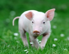 25省猪价上涨！官方再次发声：年底大肥还有缺口！