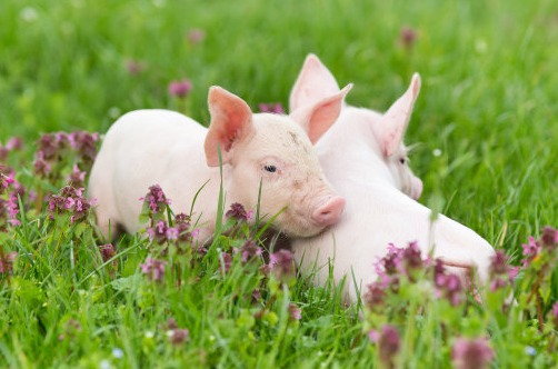 生猪养殖龙头稳预期：盈利亮眼叠加回购