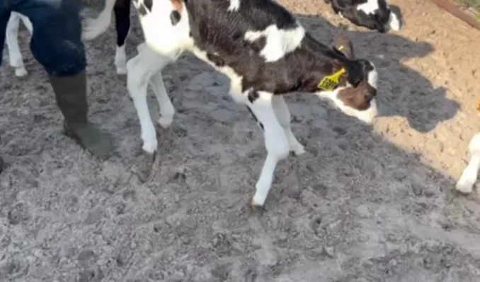 牧场支原体感染与污染源排查