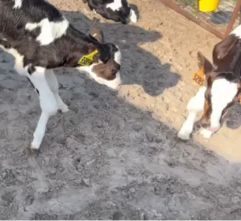 饲料原料的品质控制