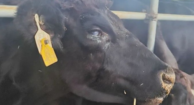 肉牛“红眼病”案例