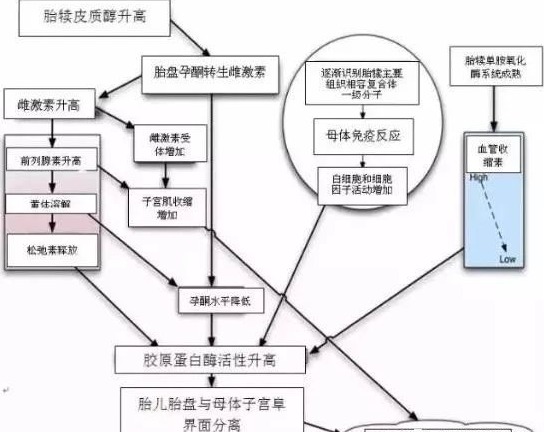 奶牛胎衣不下问题的系统解构