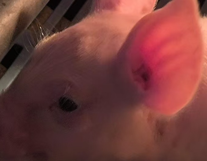 猪场营养师看过来！酵母水解物中小肽的测定方法及意义