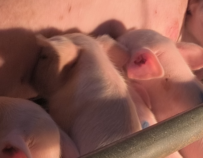 此种问题是不是越来越多，论母猪延后产仔不分娩的处理方法！