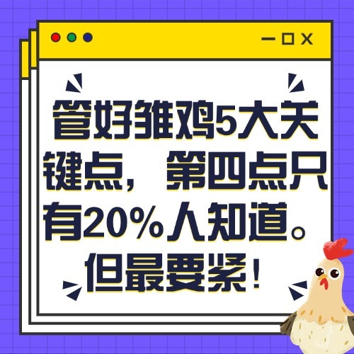 管好雏鸡5大关键点，第四点只有20%人知道。但最要紧！