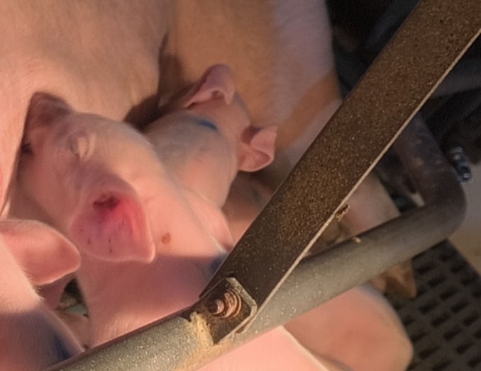 母猪瘫痪很常见？那猪场的管理肯定出了问题