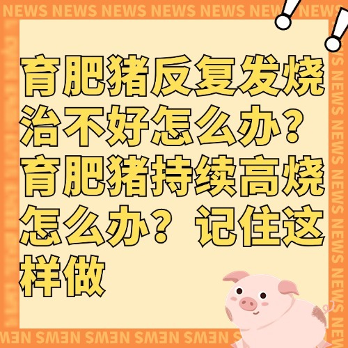 育肥猪反复发烧治不好怎么办？育肥猪持续高烧怎么办？记住这样做