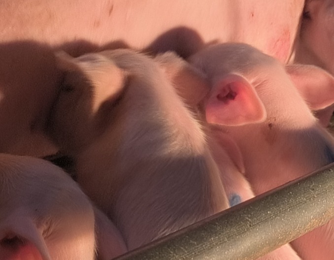 母猪背膘与繁殖成绩有什么相关性？