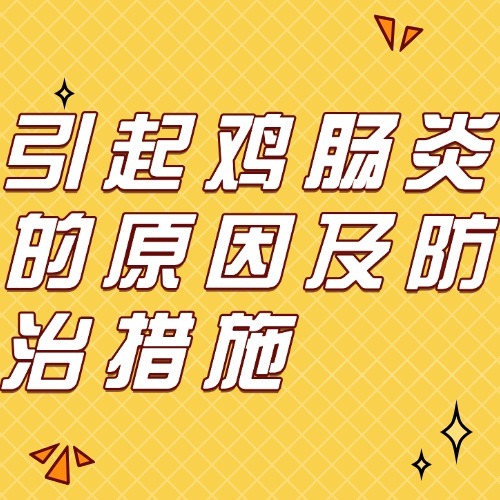 引起鸡肠炎的原因及防治措施