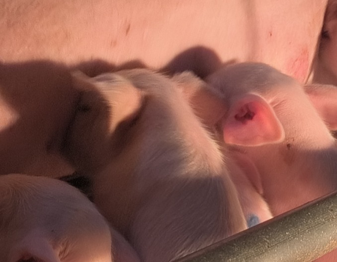 母猪第一胎泌乳期乳头正确使用的重要性