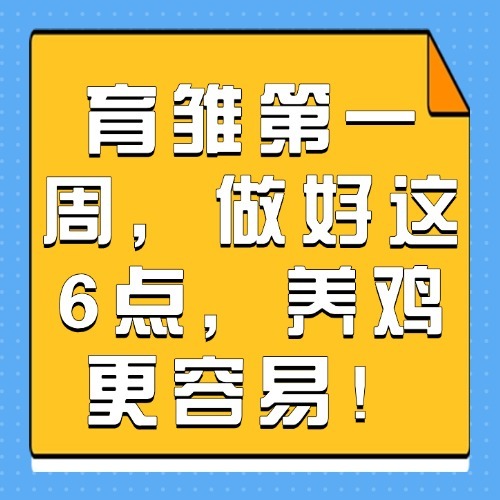 育雏第一周，做好这6点，养鸡更容易！