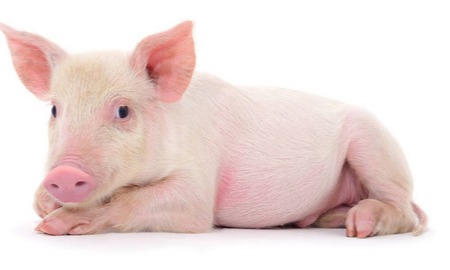 猪价有变！【明天猪价】10月30日全国猪价涨跌表！