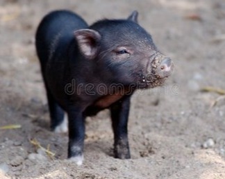 农业农村部预测四季度猪价大幅波动的可能性较小 