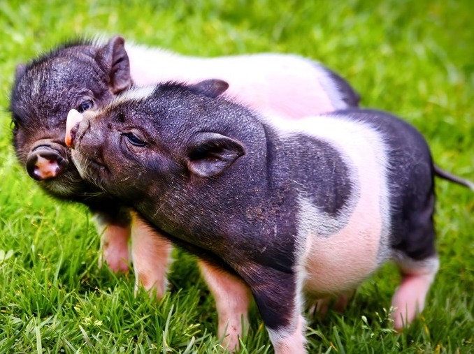 11-12月猪价如何演变？官方明确定调！