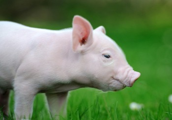 重磅！中国-东盟生猪产业创新联盟正式成立！